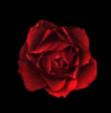 rosesbullet.jpg (6119 bytes)